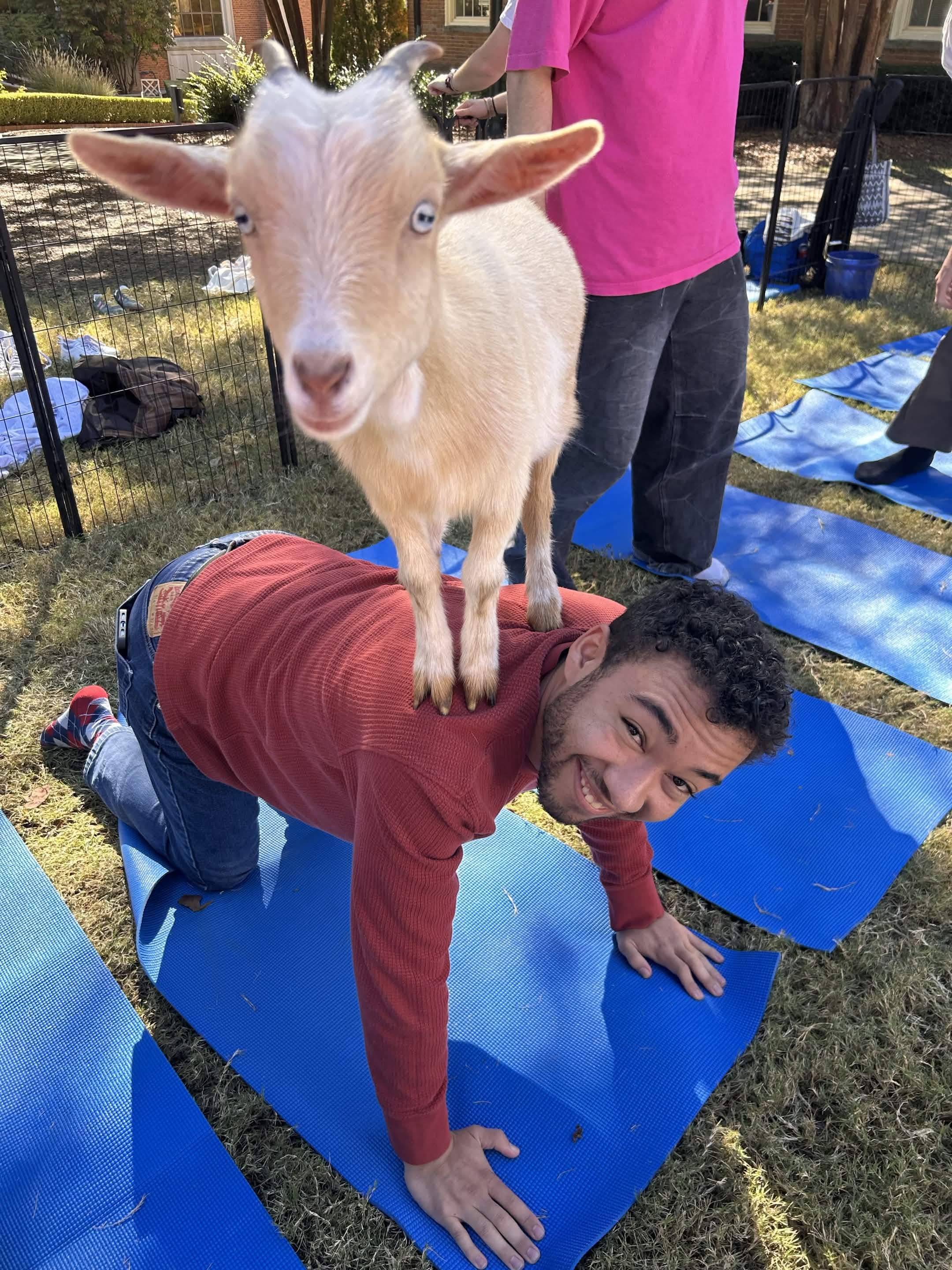 Elijah kneeling on a yoga mat at goat yoga, grinning, with a small goat standing on his back